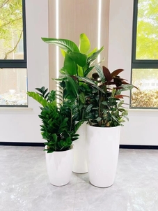 宁波杭州湾绿化养护设计，打造城市绿色风景线